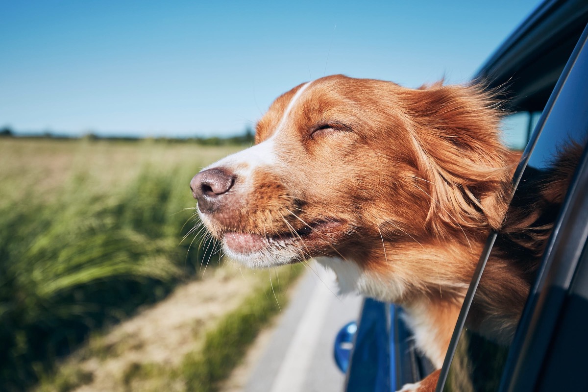 Hund schaut während der Autofahrt aus dem Fenster